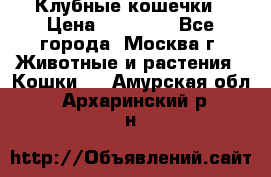 Клубные кошечки › Цена ­ 10 000 - Все города, Москва г. Животные и растения » Кошки   . Амурская обл.,Архаринский р-н